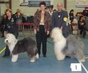 image of old_english_sheepdog #0