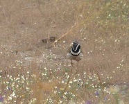 image of bustard #12