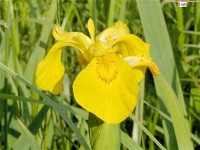 image of yellow_iris #36