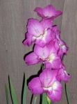 image of flower