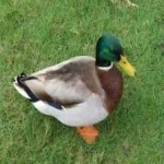 image of bird