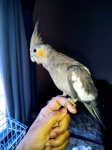 image of cockatiel