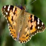 image of animal