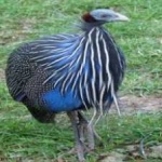 image of bird