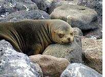 image of sea_lion