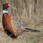 image of bird