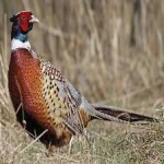 image of ring_necked_pheasant #30