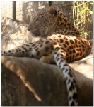 image of jaguar_car