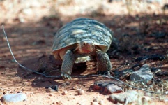 image of animal