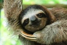 image of sloth