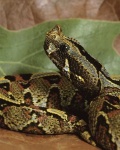 image of hognose_snake