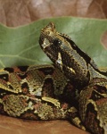 image of hognose_snake #2