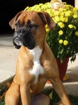 image of animal