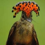 image of bird