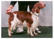 image of welsh_springer_spaniel #19