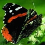image of animal