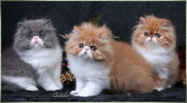 image of persian_cat #16