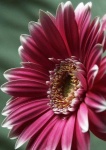 image of flower