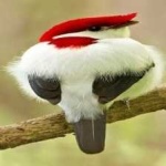 image of bird