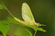 image of mayfly