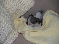 image of italian_greyhound