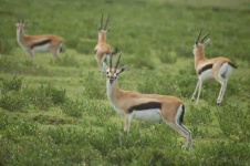 image of gazelle