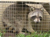 image of animal