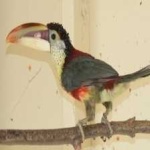 image of bird