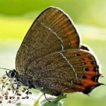 image of animal