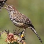 image of bird