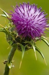 image of cardoon