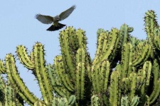 image of cactus