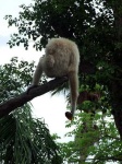 image of gibbon
