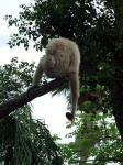 image of gibbon #34