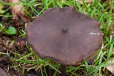 image of mushrooms