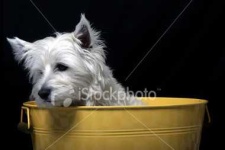 image of west_highland_white_terrier