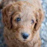 image of animal