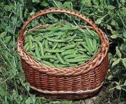 image of peas