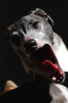 image of italian_greyhound