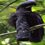 image of bird