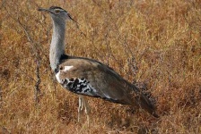 image of bustard
