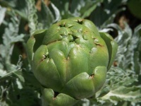 image of artichoke