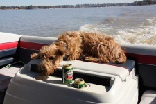 image of irish_terrier