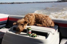 image of irish_terrier #32