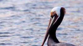image of animal