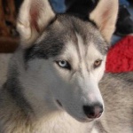 image of animal