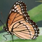 image of viceroy #28