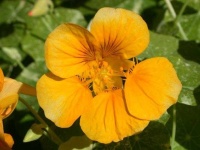 image of flower