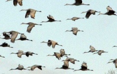 image of animal_migration