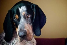 image of bluetick